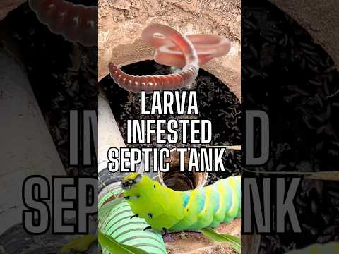 This septic tank was filled with larva 🪱🐛💩🚽 #septictank #work #bluecollar #dirtyjobs